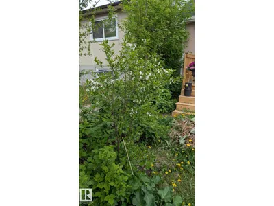11724 88 ST NW photo 26