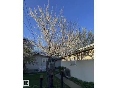 11519 42 AV NW photo 54